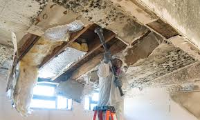 Best Environmental Consulting for Mold Prevention  in Farmersville, TX